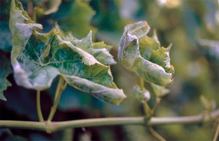 Powdery mildew