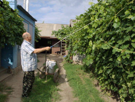 Early grape processing