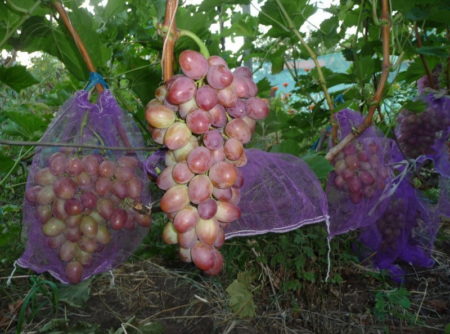 Grape care
