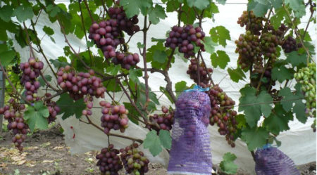 Grape bush