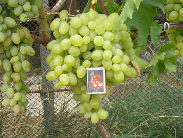 Grape