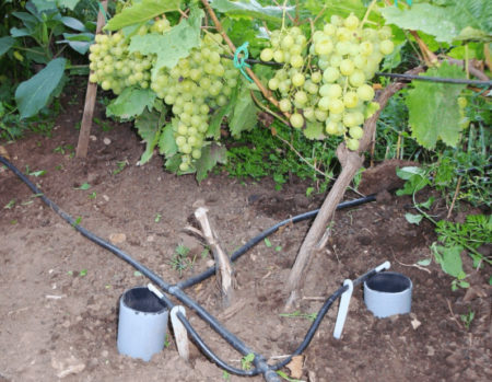 watering grapes