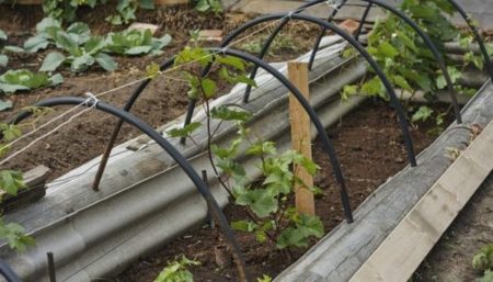 plant grapes with cuttings (chubuk)