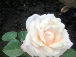 the Rose
