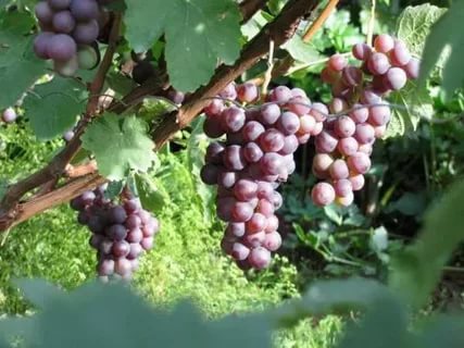 Grapes Russian Early