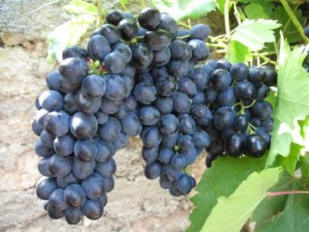 Grapes Russian Early