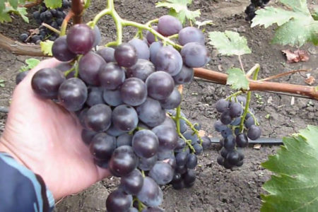 Grapes Russian Early