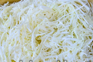 cabbage