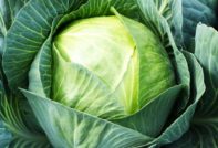 Cabbage Seeds