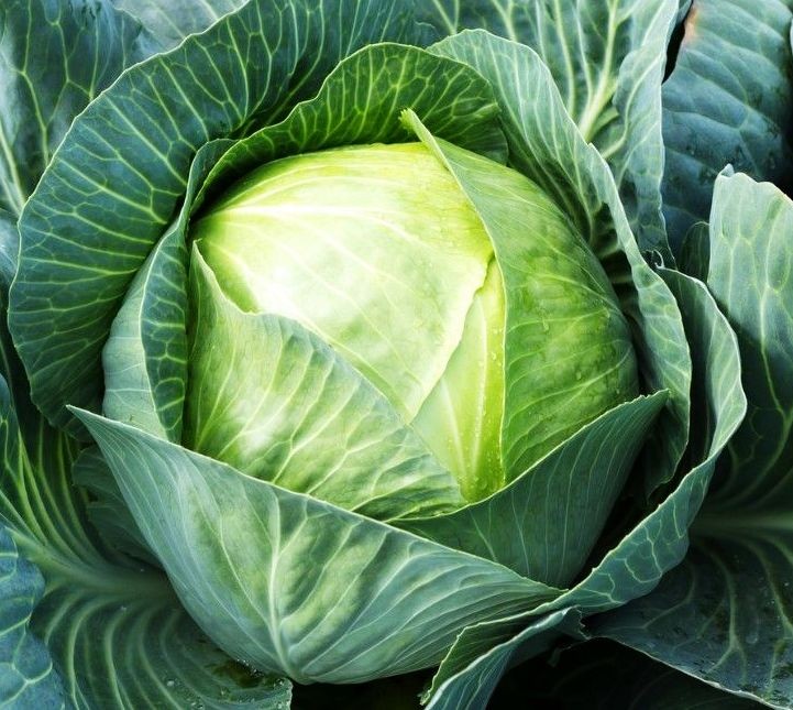 Cabbage Seeds