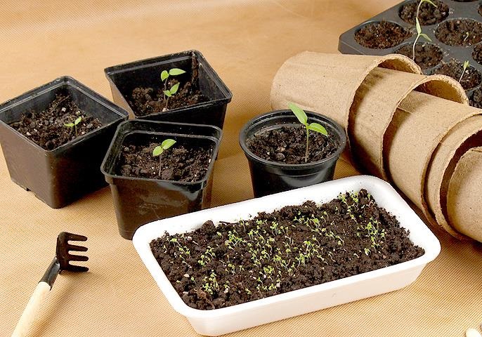 seeds with aliexpress