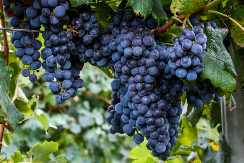blue grapes