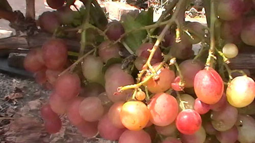 Dashun grape bush