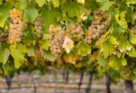Sorta grožđa Chardonnay