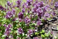 How to grow lemon thyme: outdoor cultivation, planting and care, photo