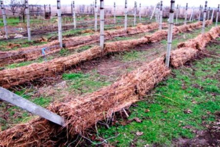 we cover grapes for the winter