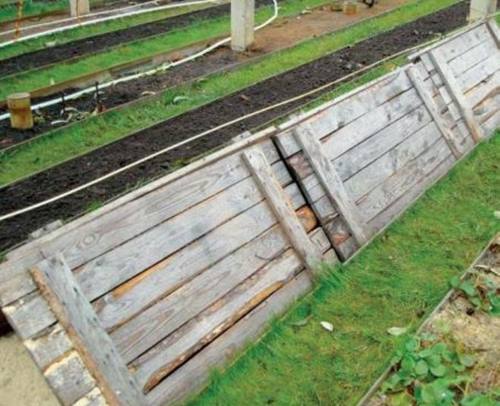 way to shelter grapes