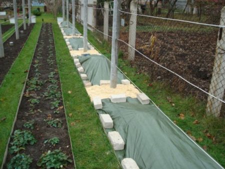 we cover grapes for the winter