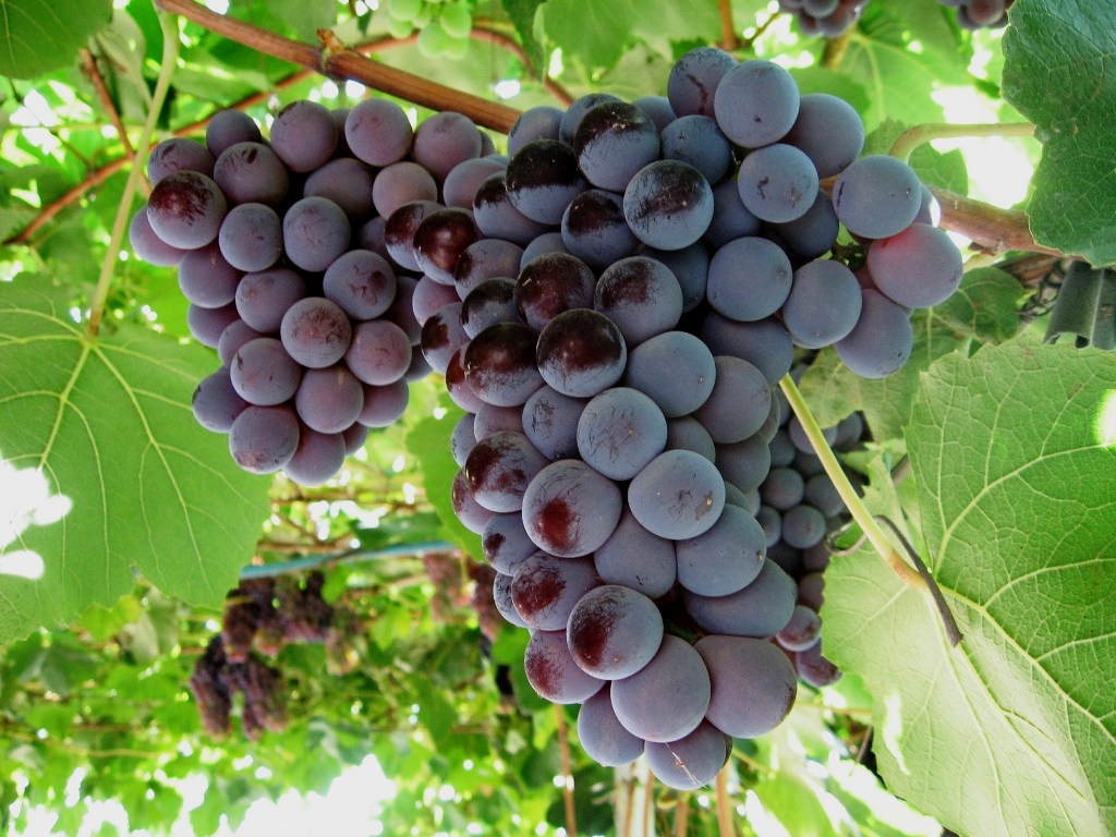 grape variety Cardinal