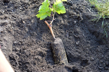 We plant grapes