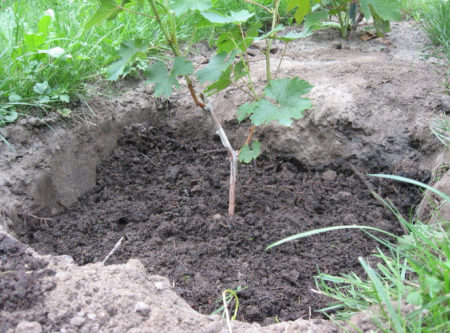 Grape planting