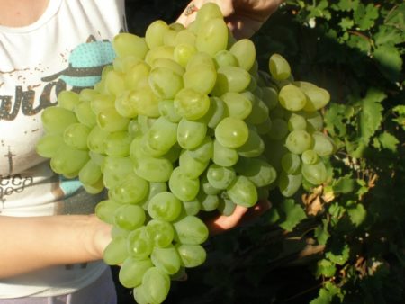 Large grapes