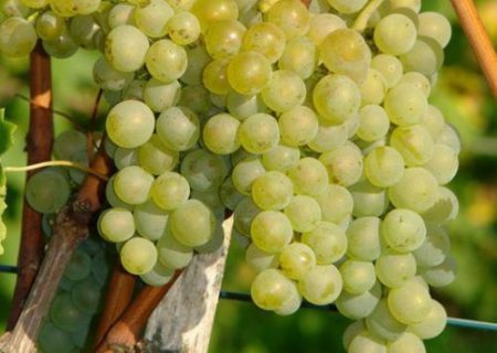 Grapes Bianca