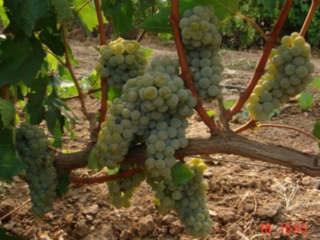 grape variety Bianca