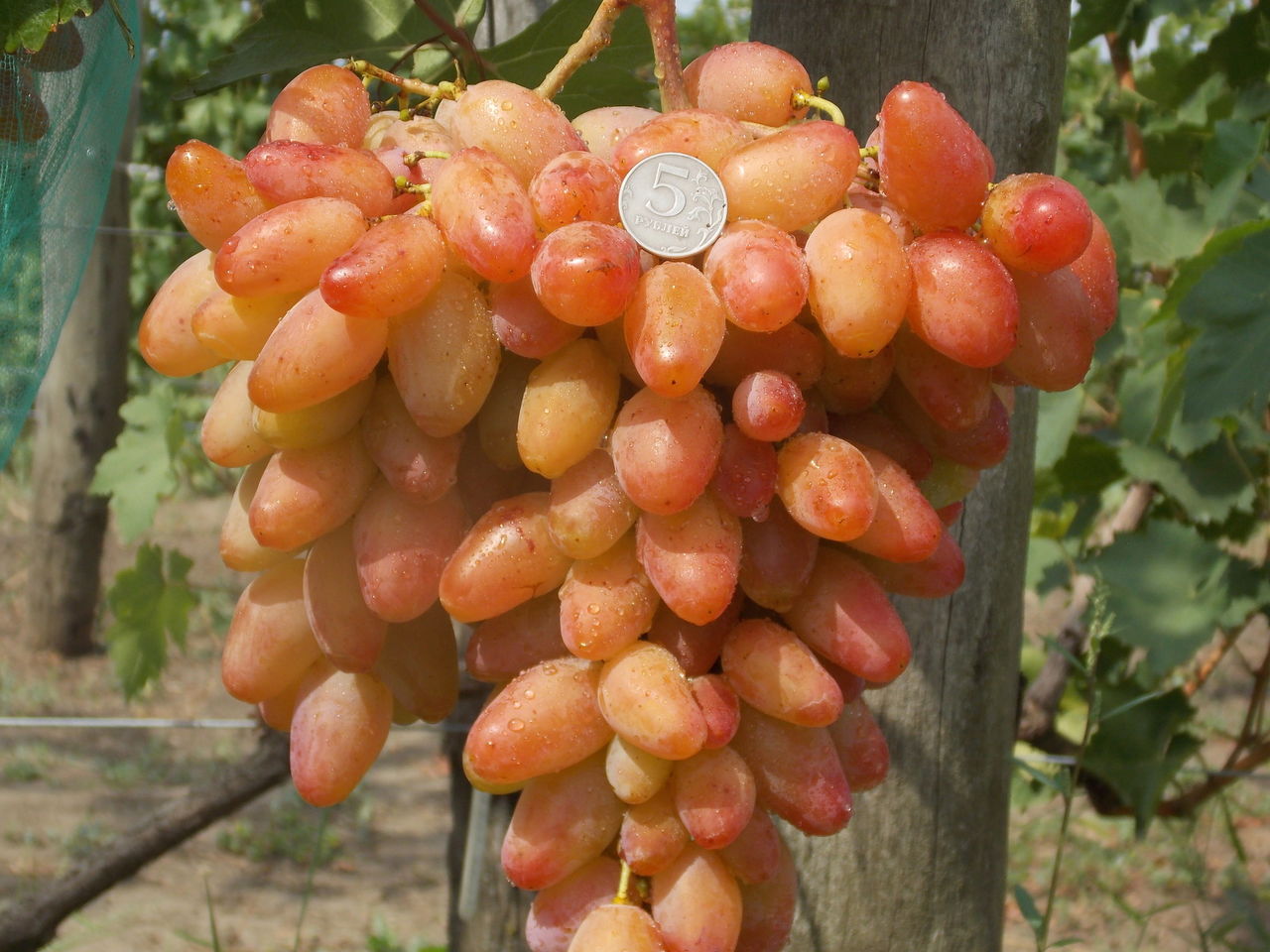 Grape dixon
