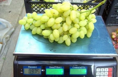 Large grapes