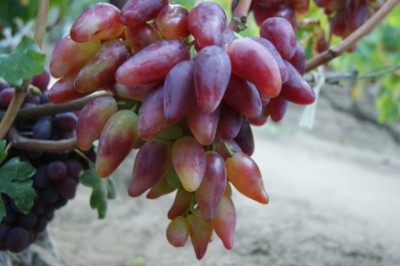 variety Dubovskiy Pink