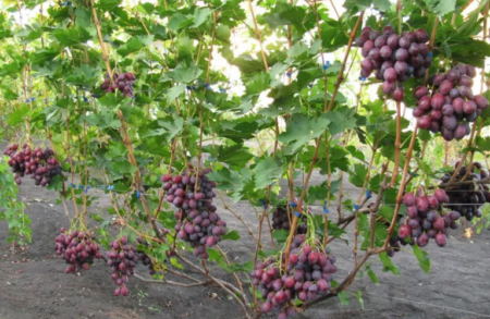 Grape bush