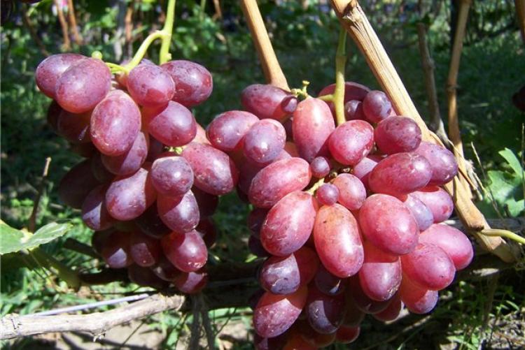 Dozen Grapes