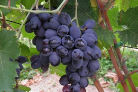 Buffet Grapes
