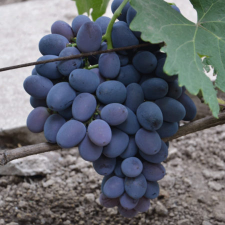 Buffet Grapes