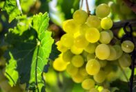 Harold Grapes
