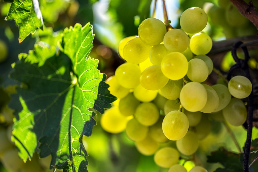 Harold Grapes