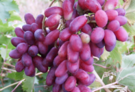 Grapes highlight