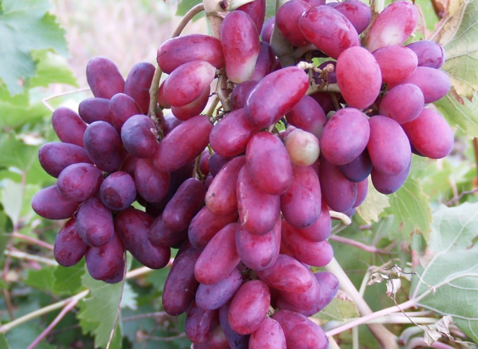 Grapes highlight