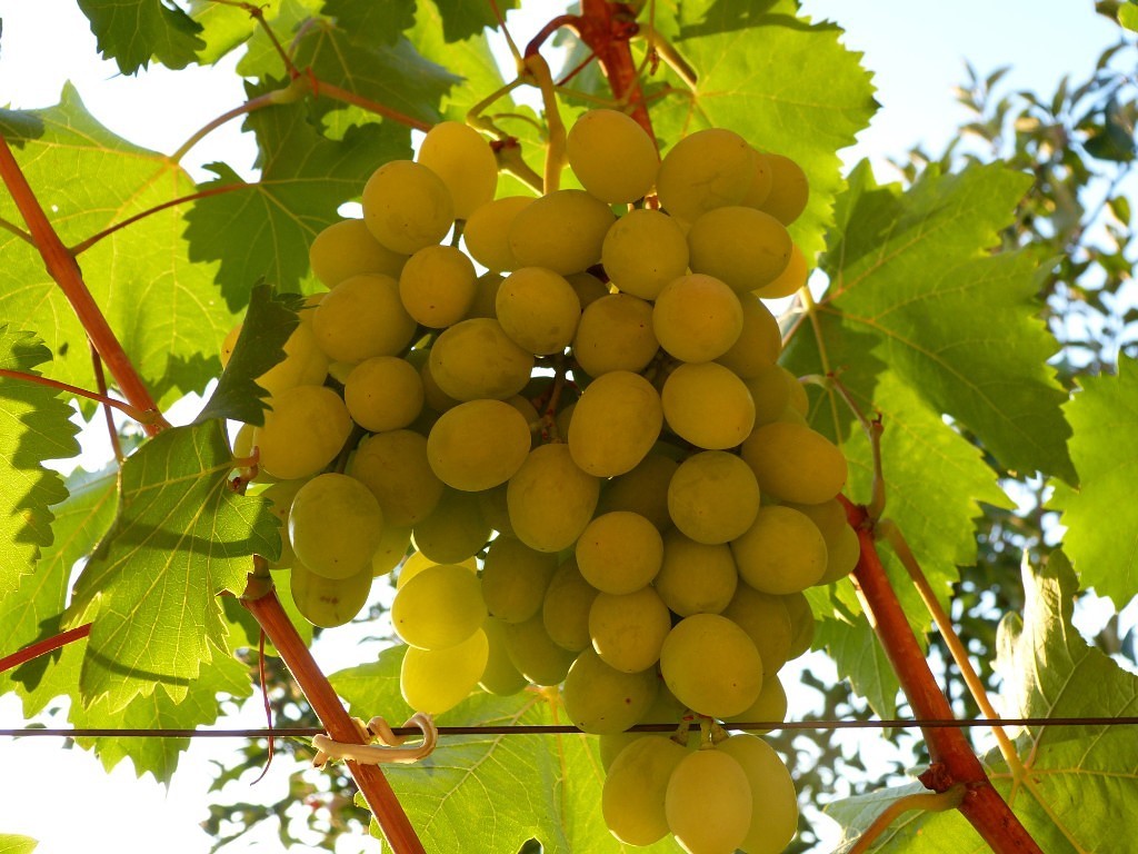 Grape sort