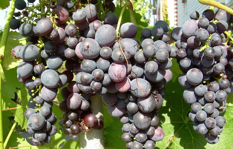 Grapes