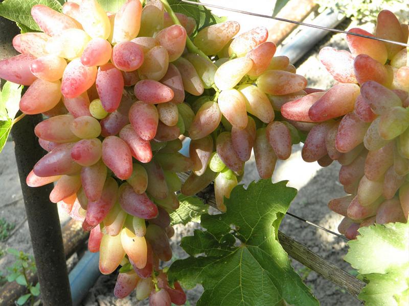 Grapes Original