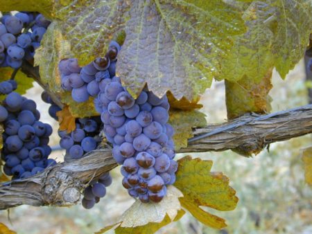 Ripening grapes