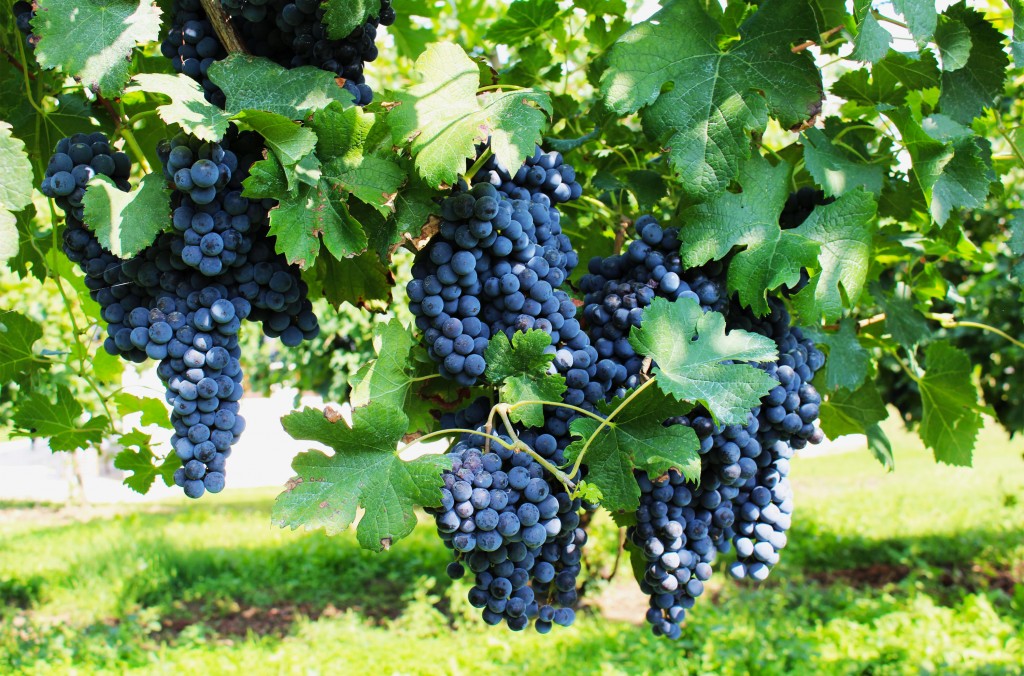 Pinot Noir Grapes