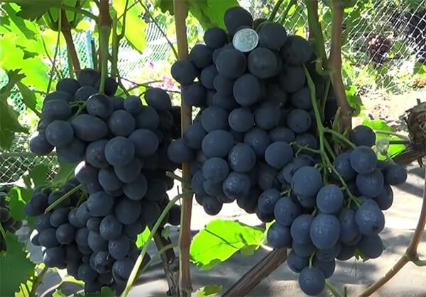 Sphinx Grapes