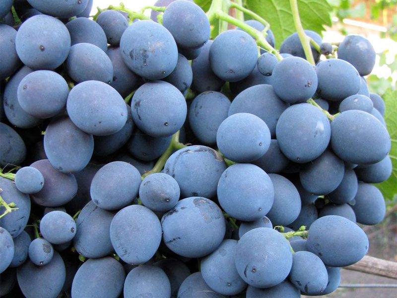 Blue grape