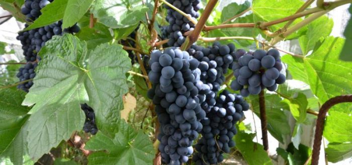 How to grow grapes in Siberia