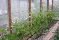 grapes in a greenhouse