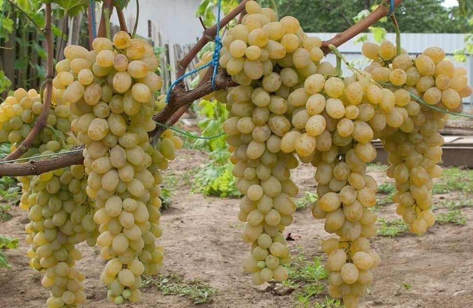 Grapes Valentine