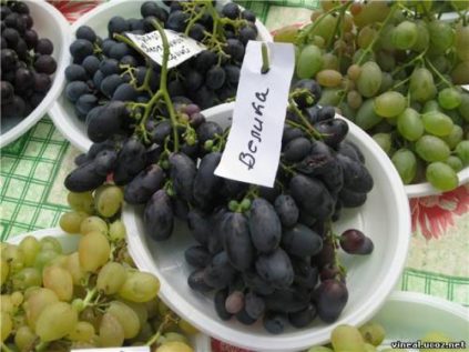 Great Grapes